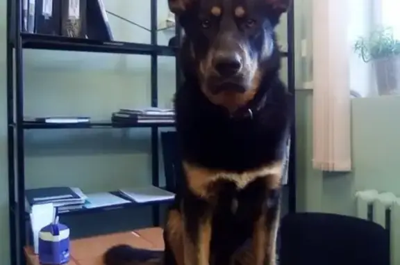 Пропала собака Рэкс в Десногорске, Смоленская область