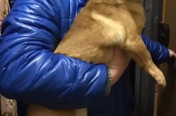 Собаки потеряшки, Нижний Новгород, фото: Потеряшка собака Тоша на Краснозвёздной улице