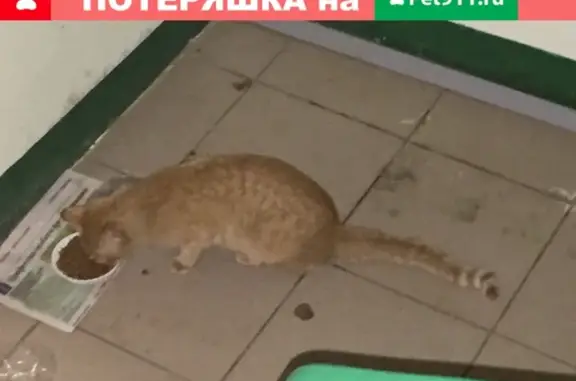 Найдена кошка на улице Щербакова в Мытищах