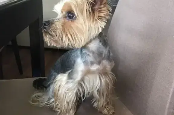 Собаки потеряшки, Москва, фото: Потеряшка Йоркширский терьер на улице Перерва, Москва