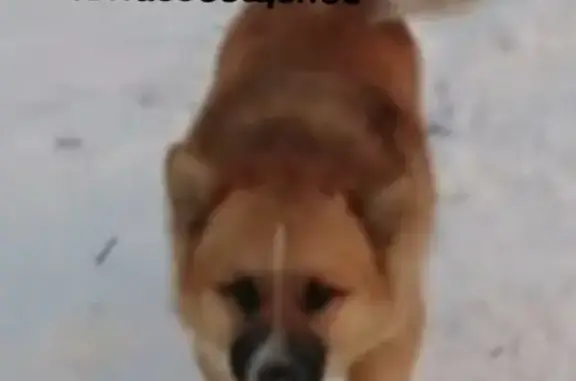 Пропала собака в д. Благовещенье, Наро-Фоминский округ