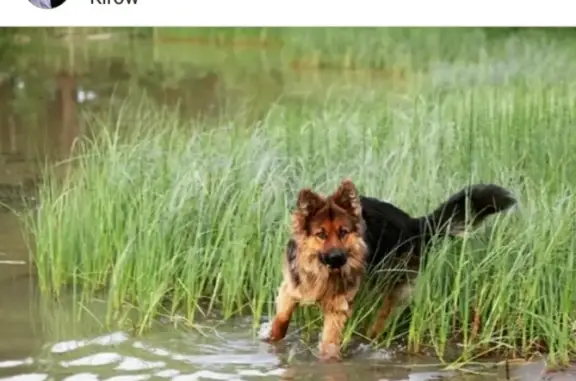 Пропала собака в Кирове на Коминтерне