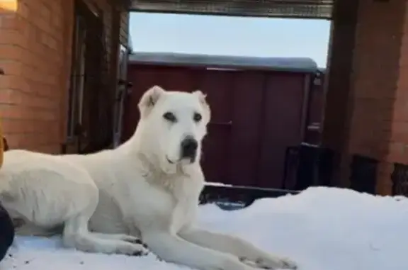 Пропала собака в Калининском районе, Тюмень #lostpet #пропала_собака #Тюмень