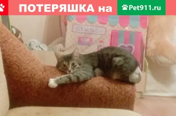 Пропал кот Кузя в Истре на улице Босова!