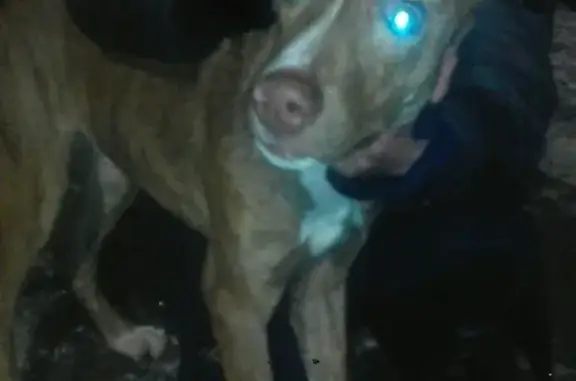 Собака найдена на ул. Леонова, Кемерово
