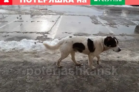 Найдена собака на Дуси Ковальчук в Новосибирске