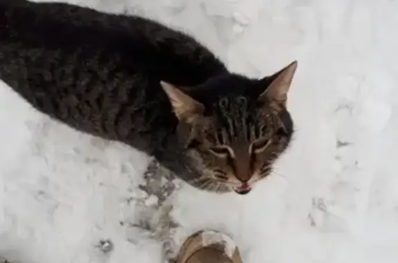 Найдена кошка в ошейнике в районе Выемка