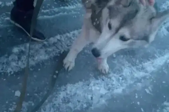 Найдена собака породы хаска в Терентьевской