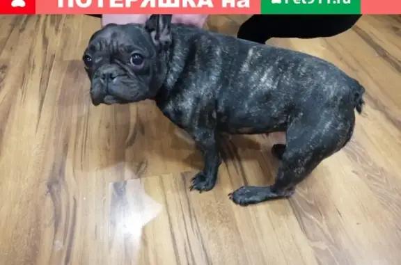 Найдена собака в Бобровнике, Рыбинск, Ярославская обл.