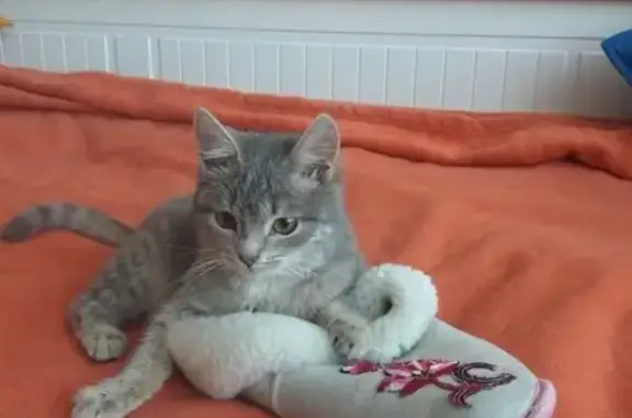 Найдена кошка на ул. Декабристов в Сызрани