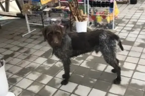 Собака найдена в Абрау, Новороссийск