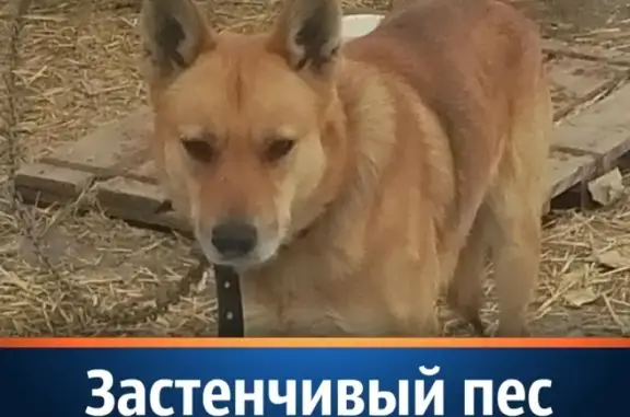 Найдена собака возле тысячеквартирного дома в Волжском