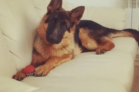 Собаки потеряшки, Нижний Новгород, фото: Потеряшка немецкая овчарка на ул. Шацкая, Н. Новгород