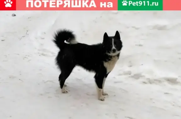 Собака найдена в Чебоксарах, Россия