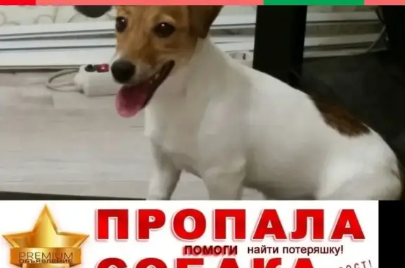 Пропала собака ДЖЕКИ в Сызрани, вознаграждение.