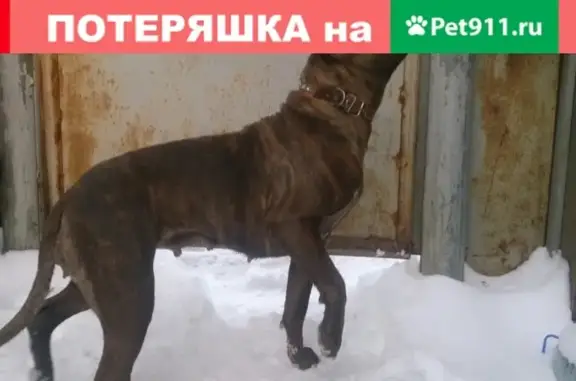 Собака найдена в Миассе на Уральской-Ферсмана