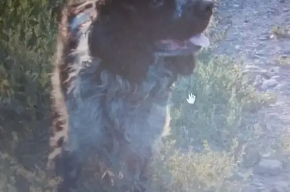 Пропала собака Бекас на Федоренко 8, Рубцовск