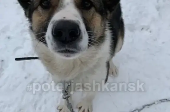 Найдена собака в Кировском р-не, ищем хозяев