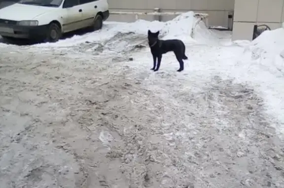 Найдена чёрная собака в Томске, возле ТЦ Высотный [id534241908]