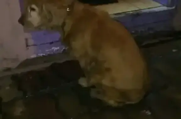 Найдена собака на 5мкр, 4 дом в Ачинске