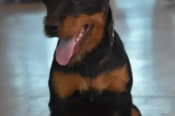 Пропала собака в Ржевском лесопарке, ягдтерьер без ошейника