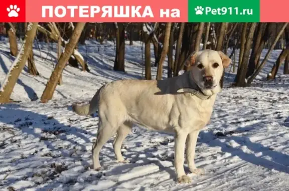 Найдена собака в пос. Северный, Кирсановский район, Тамбовская область