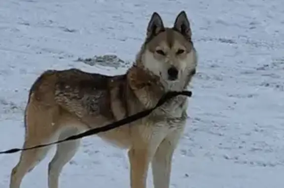 Собака найдена в Б-Савино, Пермь.