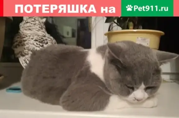 Пропал кот в Черепаново, вознаграждение за находку.