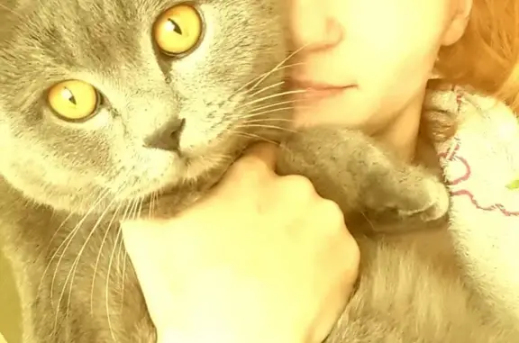 Кошки потеряшки, Курган, фото: Потеряшка кот на Чернореченской, 123!