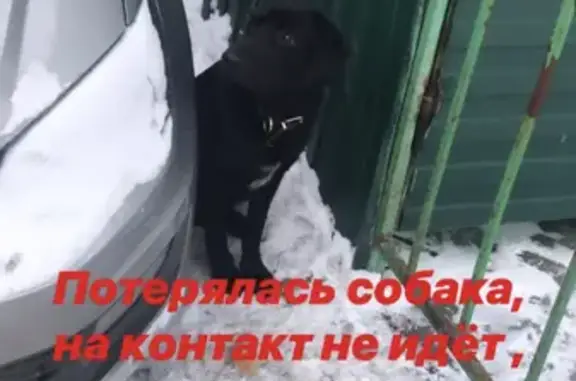 Найдена собака на улице Костромская 6