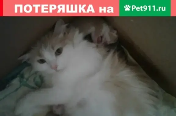 Пропала кошка в Искитиме, Новосибирская область