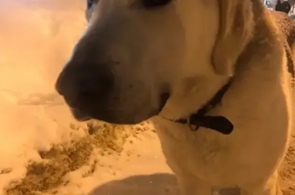 Найдена белая собака на Первомайской улице в Йошкар-Оле