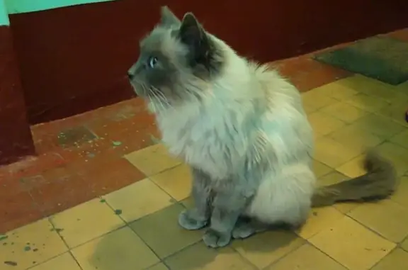 Найдена кошка породы БАЛИ в Санкт-Петербурге