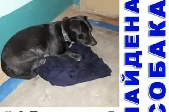 Собака найдена в Ростове
