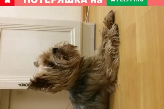 Собака с клеймом на улице Пушкина, Пермь.
