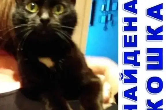 Найдена кошка на улице Столетова в Москве