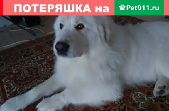 Собаки потеряшки, Сургут, фото: Потеряшка собака Марема в Сайгатино, Сургут.