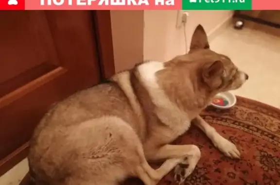 Найдена собака: Нахимовский проспект 52/27, Москва.