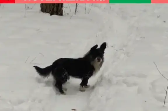 Собака найдена в лесу на Елизавете в Екатеринбурге.