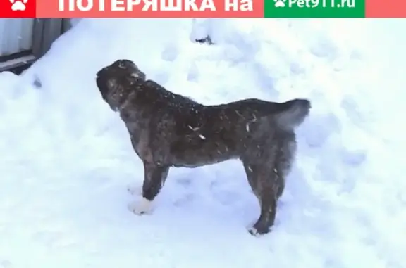 Пропала собака Зара, алабай, тигровый окрас, 9,5 мес. Иваново, Лесное.
