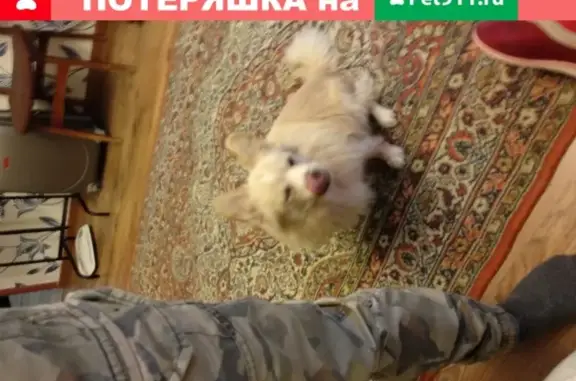 Собаки потеряшки, Тверь, фото: Потеряшка собака Сема в Твери, р-н Юность, ул. Паши Савельевой, 35к4