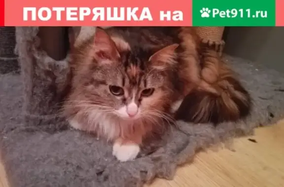 Найдена кошка в Санкт-Петербурге, ищет дом