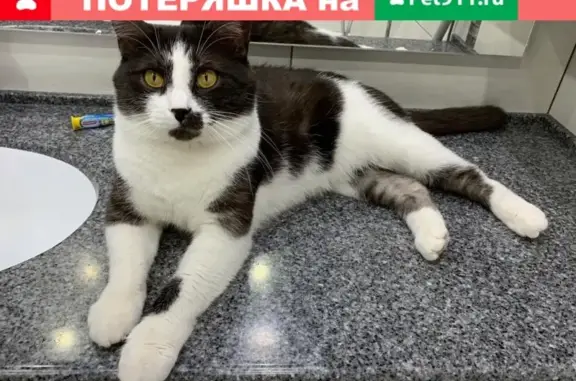 Кошки потеряшки, Москва, фото: Потеряшка кот на ул. Корнейчука, 16 (5000 руб. вознаграждение)