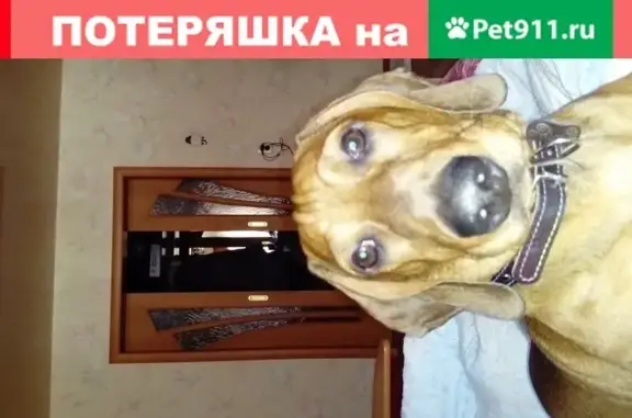 Найдена собака Такса в Хабаровске