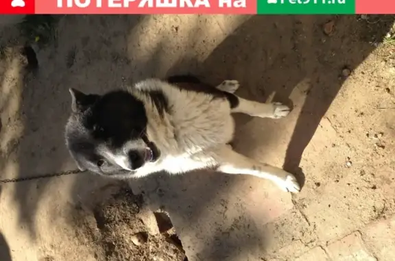 Пропала собака в Казани, русско-европейская лайка