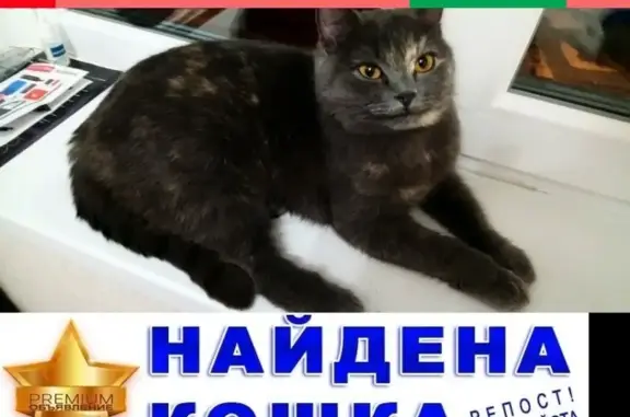 Найдена кошка на остановке Нижняя в Воронеже