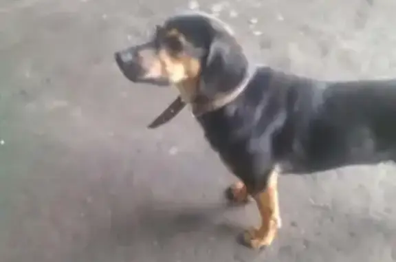 Пропала собака Такса в Чулыме, ул. Белинского