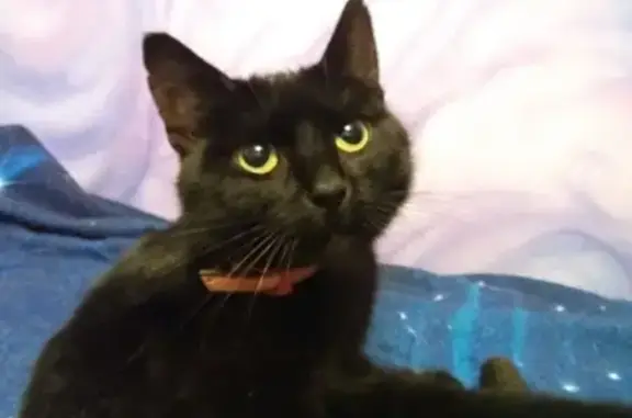 Найдена черная кошка на Новочеркасском бульваре, 4