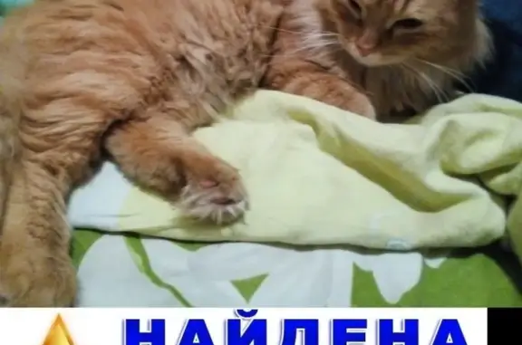 Найдена кошка на Рябкова Добролюбова в Кургане