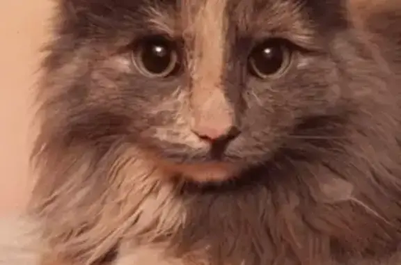 Кошки потеряшки, Курган, фото: Потеряшка кошка на ул. К. Мяготина, Курган https://m.vk.com/levada45